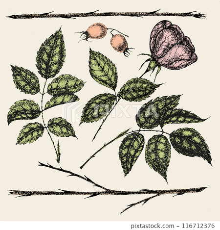 Collection of vintage flowers, leaves and berries of wild rose. Rose hip hand drawn, sketches, pointillism style. Collection of vintage flowers, leaves and berries of wild rose. Rose hip hand drawn, sketches, pointillism style. 116712376