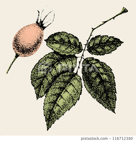 Wild rose flowers drawing and sketch with pointillism on white backgrounds. Vintage illustration of branch with rosehip fruits and leaves. Wild rose flowers drawing and sketch with pointillism on white backgrounds. Vintage illustration of branch with rosehip fruits and leaves. 116712380