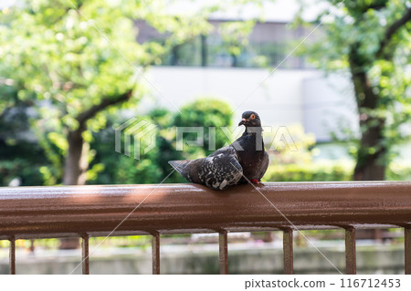 Pigeons standing along the Meguro River on a clear summer day in Meguro Ward, Tokyo 116712453