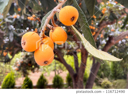Loquat fruits (Eriobotrya japonica) . This ancient fruit rich in vitamins, minerals and anti-oxidants 116712490