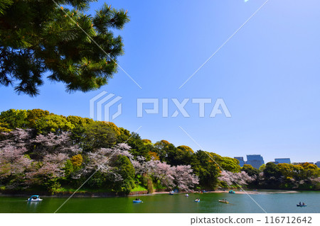 櫻花和小船在Chidorigafuchi 116712642