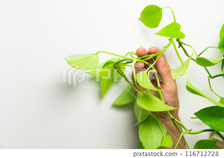 A man's hand holds the stem of a houseplant on a white background 116712728