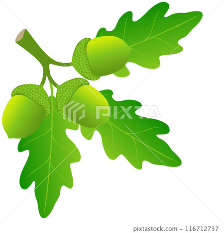 A branch with green oak leaves and acorns on a white background. 116712737