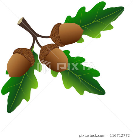 Branch with oak leaves and acorns on a white background. Branch with oak leaves and acorns on a white background. 116712772