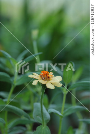 Small Zinnia Flower Small Zinnia Flower 116712937