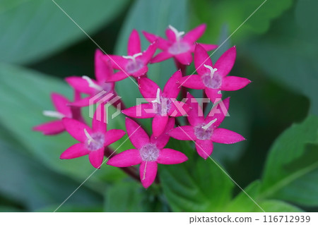 Red pentas flowers Red pentas flowers 116712939