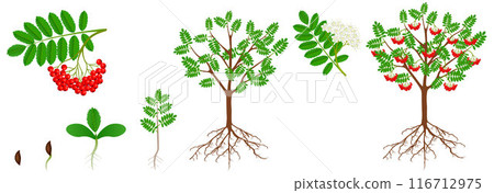 Cycle of growth of a red rowan plant. 116712975