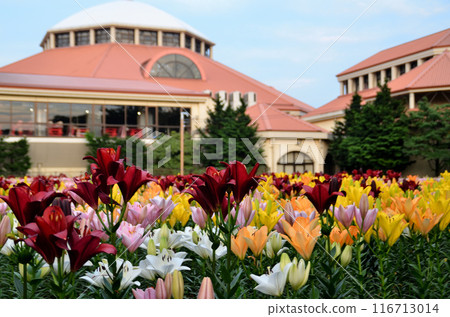 埼玉縣深谷市的水上天堂露台，夏日傍晚美麗的百合花 116713014