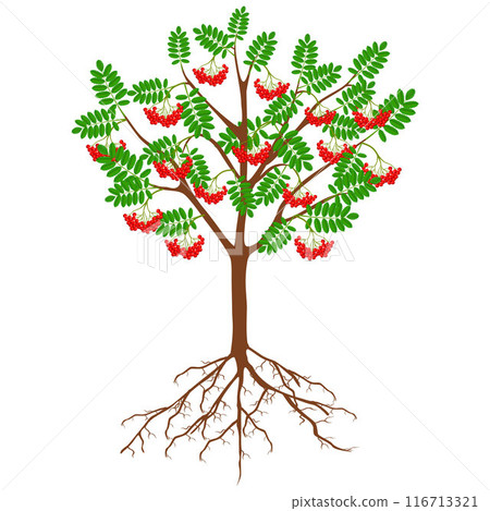 Red rowan with berries and roots on a white background. Red rowan with berries and roots on a white background. 116713321