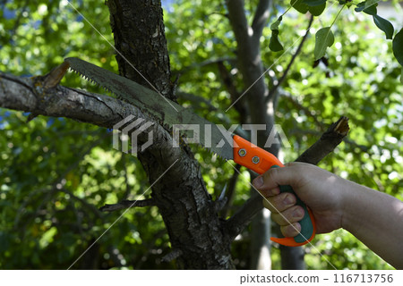 Sawing branches in the garden. A worker's hand and a saw. Spring cutting of tree branches. Sawing branches in the garden. A worker's hand and a saw. Spring cutting of tree branches. 116713756