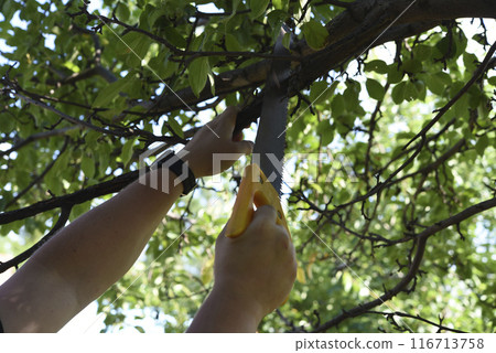 Sawing branches in the garden. A worker's hand and a saw. Spring cutting of tree branches. Sawing branches in the garden. A worker's hand and a saw. Spring cutting of tree branches. 116713758