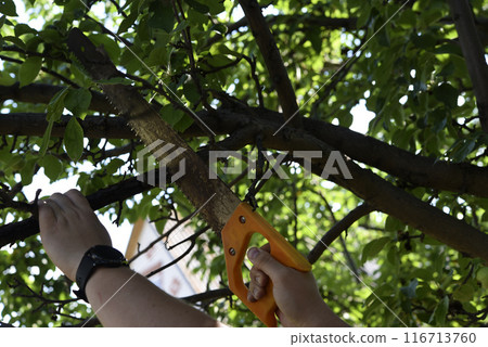 Sawing branches in the garden. A worker's hand and a saw. Spring cutting of tree branches. 116713760