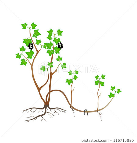 Reproduction of plant black currant by layers on a white background. Reproduction of plant black currant by layers on a white background. 116713880