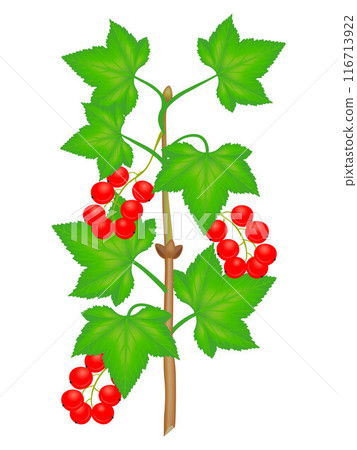 Branch of red currant with berries and leaves on a white background. 116713922