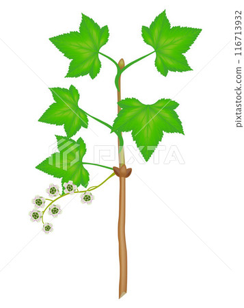 A branch of red currant with flowers and leaves on a white background. 116713932