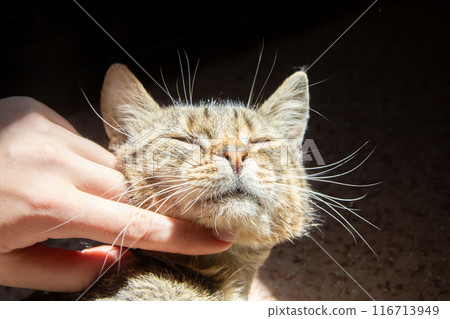 A person is gently stroking a cat that has a bracelet on its wrist A person is gently stroking a cat that has a bracelet on its wrist 116713949