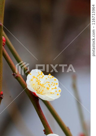 白梅花 116713964