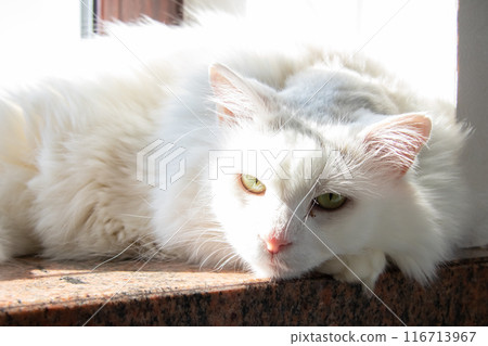 A white cat is relaxing peacefully on the windowsill 116713967