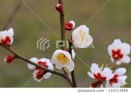 白梅花 116713968