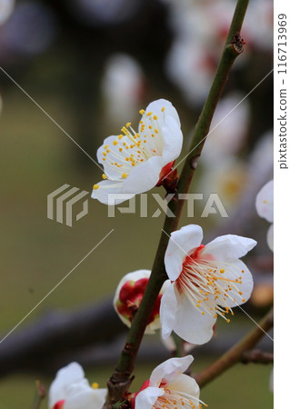 白梅花 116713969