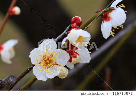 white plum blossom 116713971