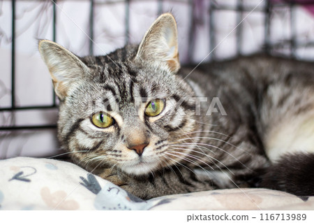 A cat in a cage rests on a blanket, looking at the camera, showing comfort 116713989