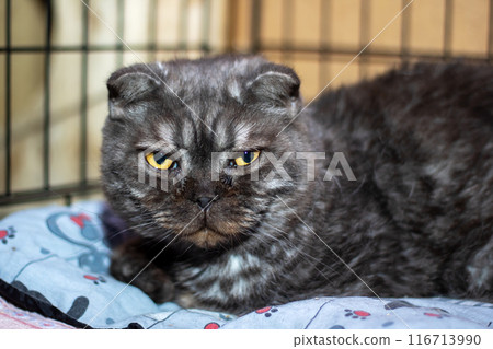 In a cage, a black cat with yellow eyes peacefully rests on a pillow In a cage, a black cat with yellow eyes peacefully rests on a pillow 116713990