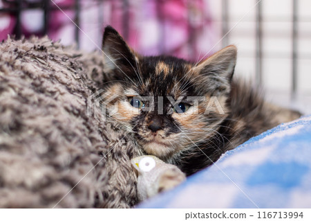 A cat with whiskers is peacefully resting on a plaid blanket inside a cage 116713994