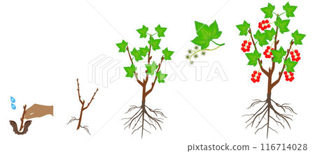 Cycle of growth of a red currant plant on a white background. 116714028