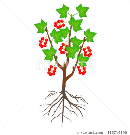 Red currant bush with berries isolated on a white background. 116714106
