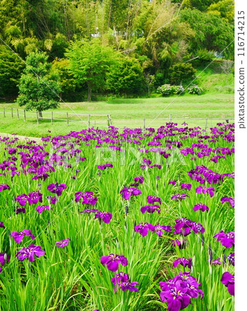 Iris Garden: Blooming irises 2024.06.08 116714215