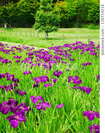 Iris Garden: Blooming irises 2024.06.08 116714216