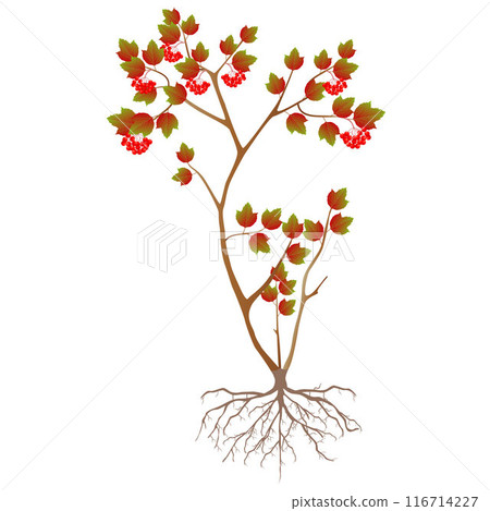 Viburnum bush with ripe berries isolated on white background. 116714227