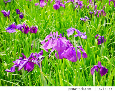 鳶尾花園 鳶尾盛開 2024.06.08 鳶尾花園 鳶尾盛開 2024.06.08 116714253