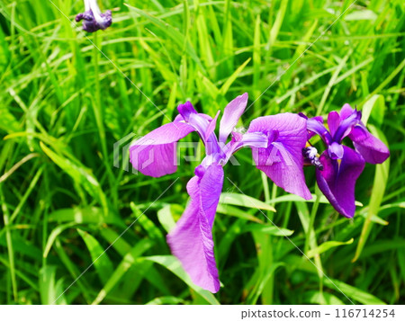 鳶尾花園 鳶尾盛開 2024.06.08 116714254