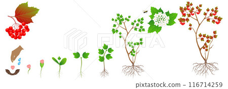 Cycle of growth of a viburnum plant on a white background. Cycle of growth of a viburnum plant on a white background. 116714259