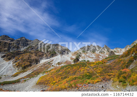 Magnificent autumn foliage at Karasawa Cirque, decorated with rowan and Erman's birch trees 116714432
