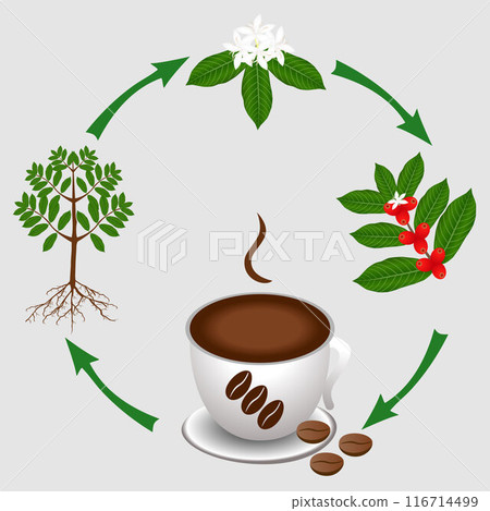 The cycle from the coffee plant to a cup of coffee. 116714499
