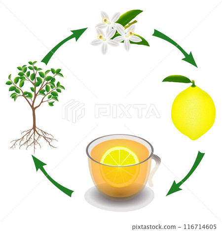 The cycle from the plant lemon to a cup of tea. The cycle from the plant lemon to a cup of tea. 116714605