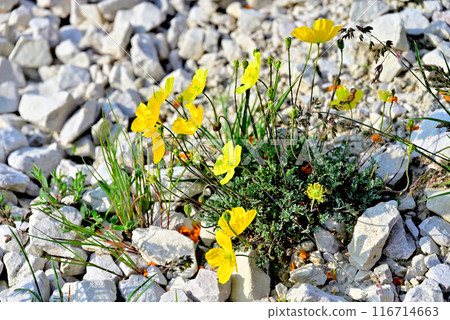 黃罌粟，一種在特雷西姆盛開的高山植物 116714663
