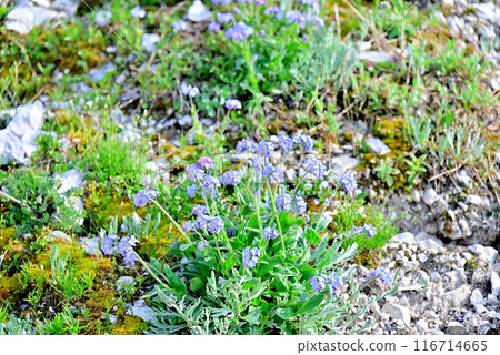 Myosotis sylvatica, an alpine plant blooming in Tre Cime 116714665