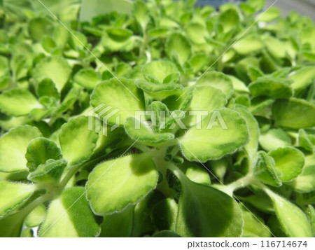 香氣王者掃描 116714674