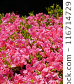 Azalea's flower 116714729