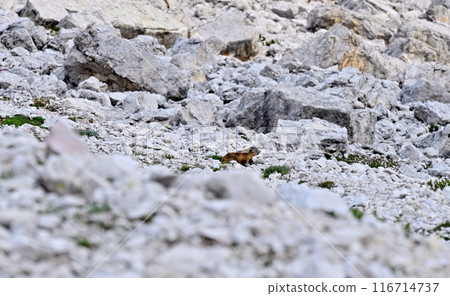 Marmots at the foot of the Tre Cime 116714737