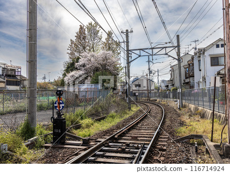 Kitano Line rails and cherry blossoms in full bloom 116714924