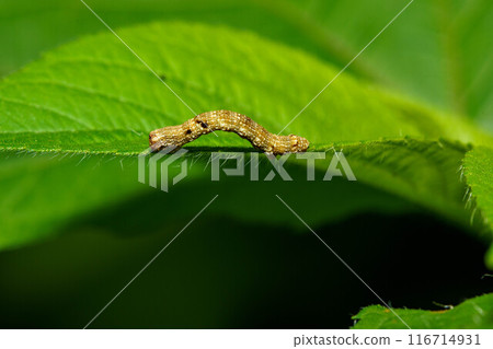 An inchworm moving on a leaf 116714931