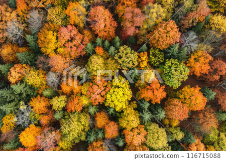 Above view of a dense autumnal forest the foliage creating a vibrant blanket under the crisp fall Above view of a dense autumnal forest the foliage creating a vibrant blanket under the crisp fall 116715088