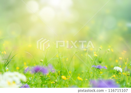 The spring meadow is decorated with wildflowers and sunlight, creating a colorful setting - a blurred abstract gentle background with a summer mood The spring meadow is decorated with wildflowers and sunlight, creating a colorful setting - a blurred abstract gentle background with a summer mood 116715107