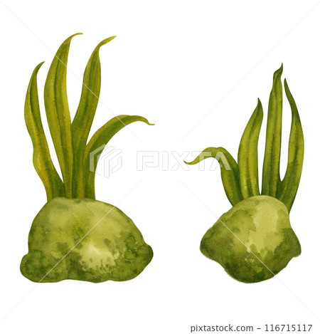 Fresh spring and summer green grass in a small clearing on a meadow. Watercolor illustration isolated on white background for template for forest, farm, harvest day, wedding, Easter, mother's day. Fresh spring and summer green grass in a small clearing on a meadow. Watercolor illustration isolated on white background for template for forest, farm, harvest day, wedding, Easter, mother's day. 116715117