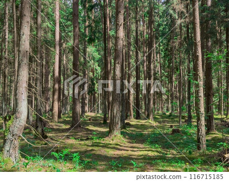 "Beautiful green forests and woodland scenes, highlighting light, foliage, and the natural 116715185